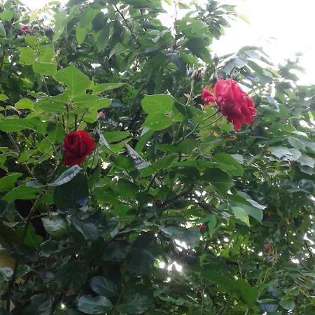 Shafaly Appartement *