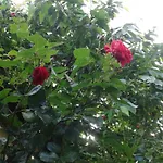 Shafaly Apartment *